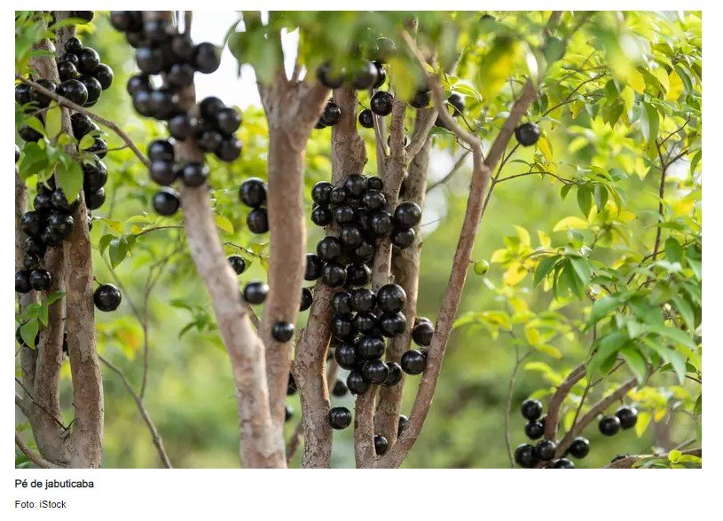 Jabuticaba Supera Açaí E é Eleita A 2ª Melhor Fruta Do Mundo Em Ranking ...