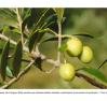 Fazenda gaúcha lança iniciativa de adoção de oliveiras na produção de azeite