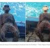 Pescadores encontram estátua de macaco no fundo do mar em Fortaleza