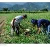 Agricultura familiar: crédito para compra de terras sobe para R$ 293 mil