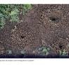 Especialistas explicam como controlar formigueiros de maneira natural e eficaz, protegendo seu jardim e o meio ambiente