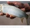 Conheça peixe brasileiro 'queridinho' em outros países que bateu recorde de exportações