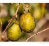 A fruta perfeita para combater inflamações e melhorar o bem-estar
