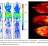 Existência da 'luz da vida' em seres vivos é confirmada por cientistas
