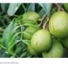 Veja qual é a fruta mais poderosa contra inflamações e dores do dia a dia