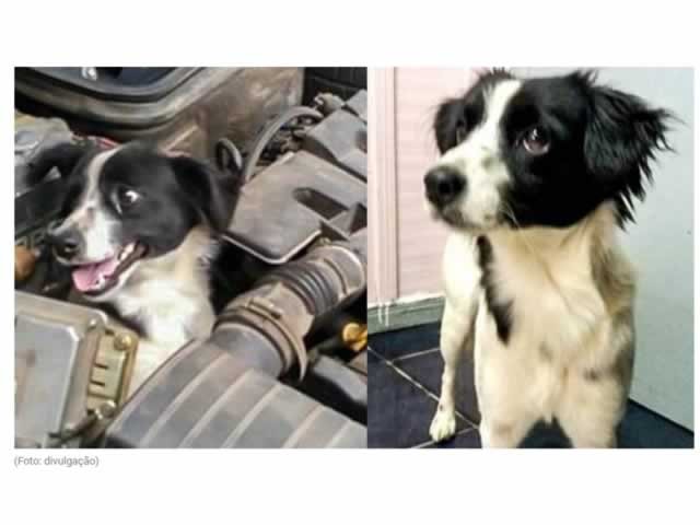 Mulher verifica sinais de defeito em carro e encontra cachorro no motor