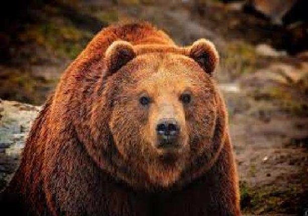 Homem é morto e comido por urso em parque