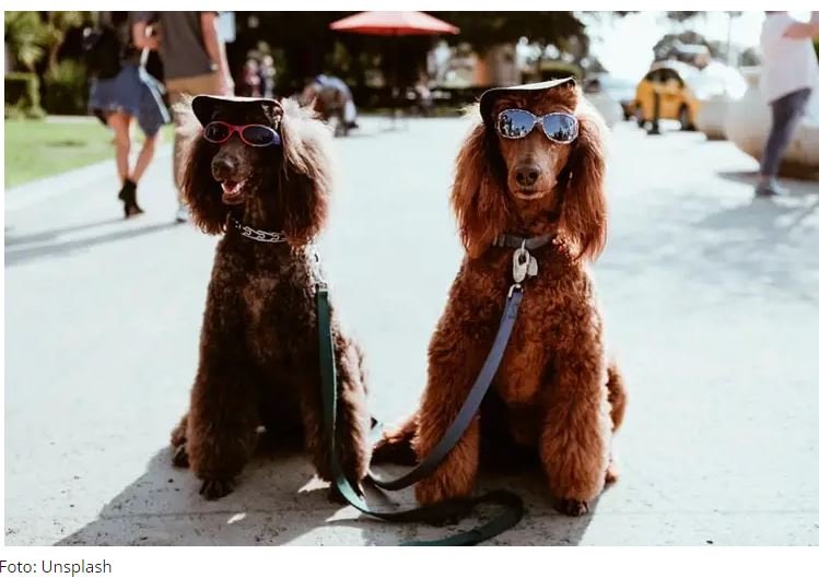 Tokens de cachorro ‘renascem’ com disparadas de 2 dígitos