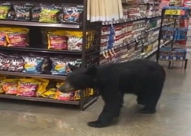 Urso vai às compras em mercearia e deixa clientes em pânico