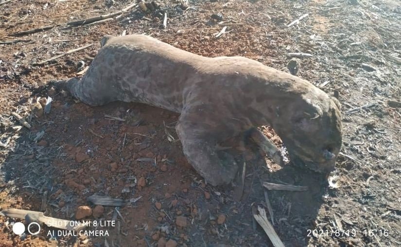Imagens chocantes mostram onça-pintada morta carbonizada por queimadas em MT