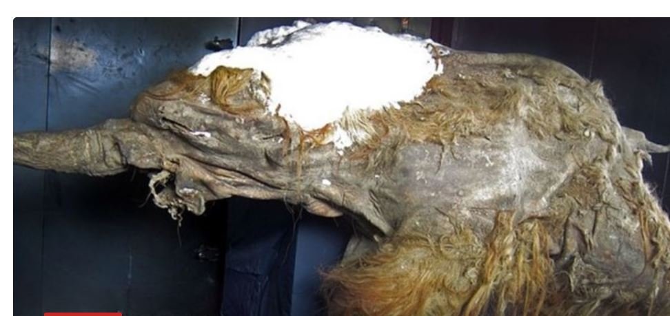 Ressuscitaram partes das células de um filhote de mamute de 28 mil anos