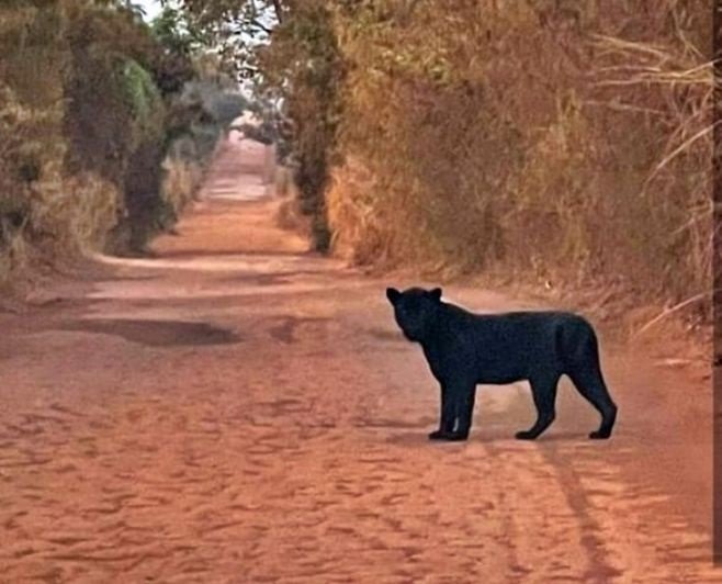 Família flagra onça-preta atravessando a estrada