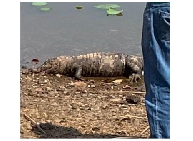 Polícia pede perícia em corpo de jacaré morto em parque