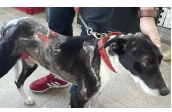 Homem é preso por atear fogo em cachorro para se vingar de ex-namorada