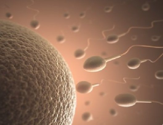 Covid-19 afeta testículos e diminui a qualidade dos espermatozoides