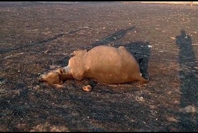 Incêndio mata 30 cabeças de gado e destrói 1,5 mil hectares de fazenda em MT