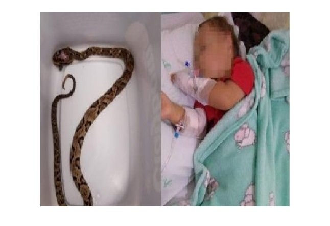 Bebê de 1 ano é picado por cobra em quintal de casa da avó