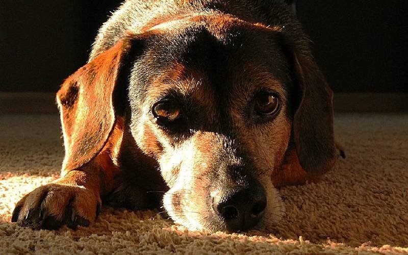 Idoso morre na roça, cachorro volta para casa e ‘avisa’ família