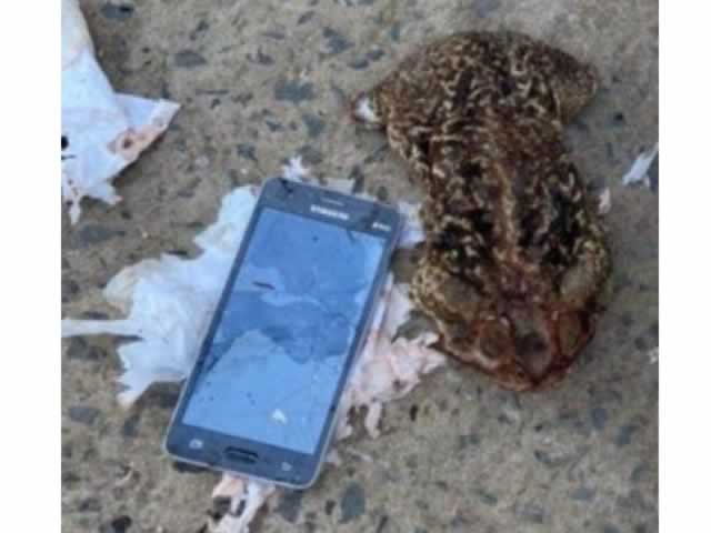 Policiais penais encontram celular dentro de sapo em presídio