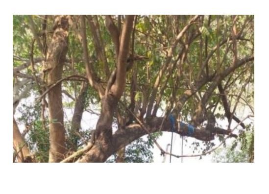 Servidor da Sema é encontrado morto enforcado em cidade de MT