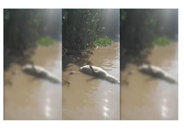 Dezenas de jacarés são encontrados mortos e sem rabo