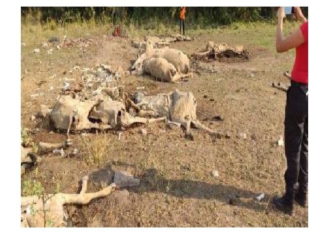 Polícia encontra quase 40 bovinos mortos e 60 desnutridos