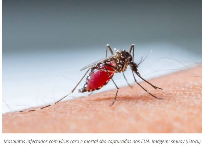 Mosquitos infectados com vírus raro e mortal são capturados nos EUA