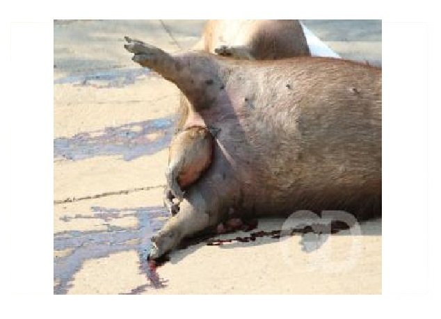Capivaras são atropeladas e fêmea morre parindo filhote