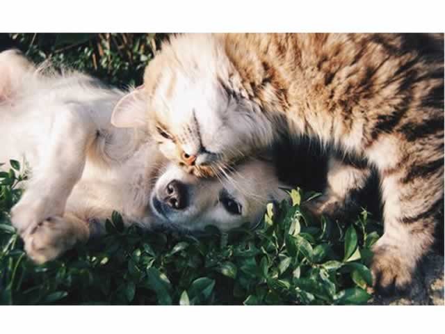 Quem é mais inteligente, o gato ou o cachorro?