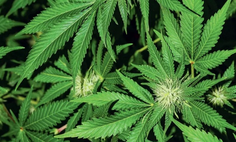 Deputados aprovam oferta de cannabis medicinal pelo SUS em Mato Grosso