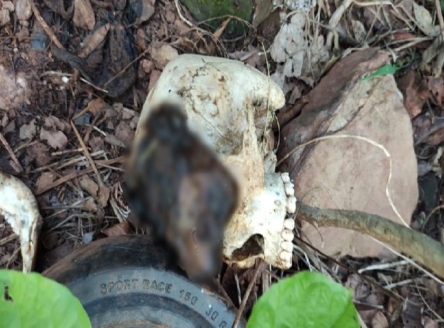 Corpo decepado e em avançado estado de decomposição é localizado em propriedade rural