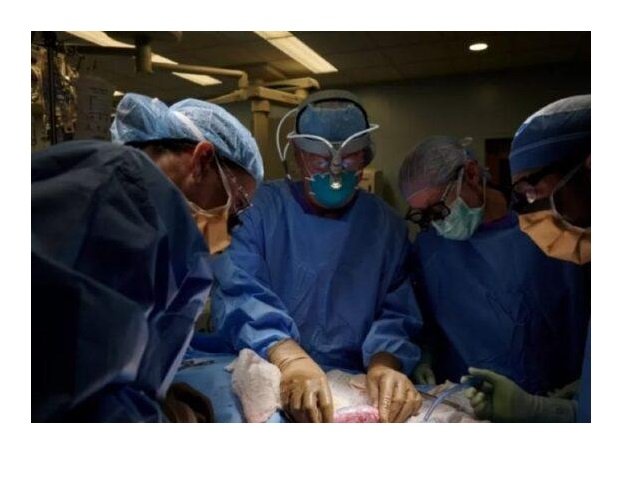 Rim de porco é transplantado com sucesso em humano