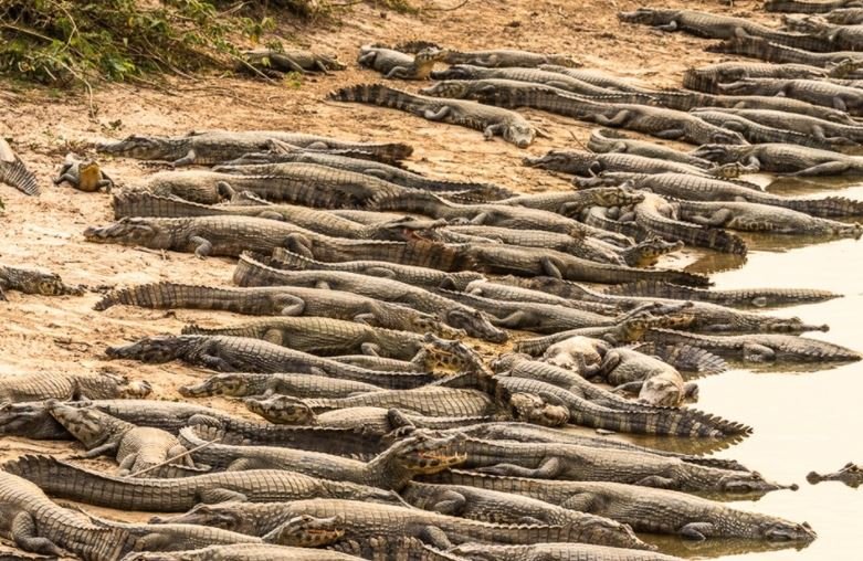 Fotógrafo flagra jacarés amontoados em busca de água no Pantanal de MT