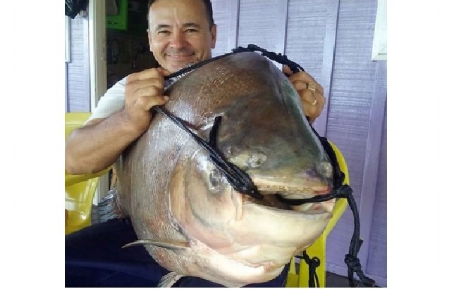 Tambaqui pescado em Carlinda entra na lista do maior peixe já pescado no Brasil