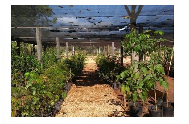 Rondonópolis plantará quase mil árvores em homenagem às vítimas da covid-19