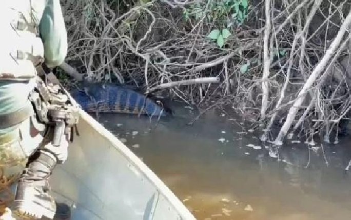 Sucuri gigante fica presa no Pantanal depois de engolir presa inteira