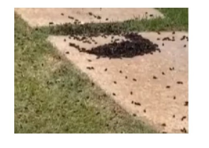 Infestações de besouros em bairros de Cuiabá chamam a atenção