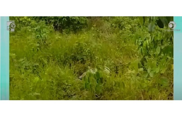 Carreteiro de MT morre após parar para urinar em estrada e ser picado por cobra; assista