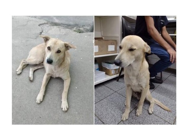 Dono morre e cachorro fica dias esperando em frente a hospital