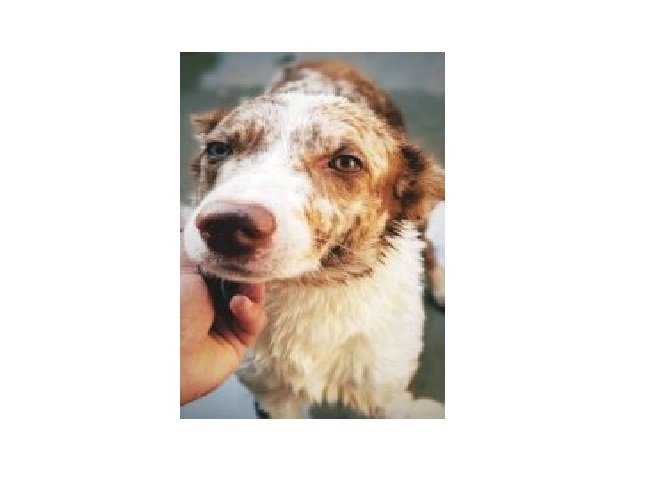 Cão se assusta com fogos e morre ao tentar entrar em casa pela janela