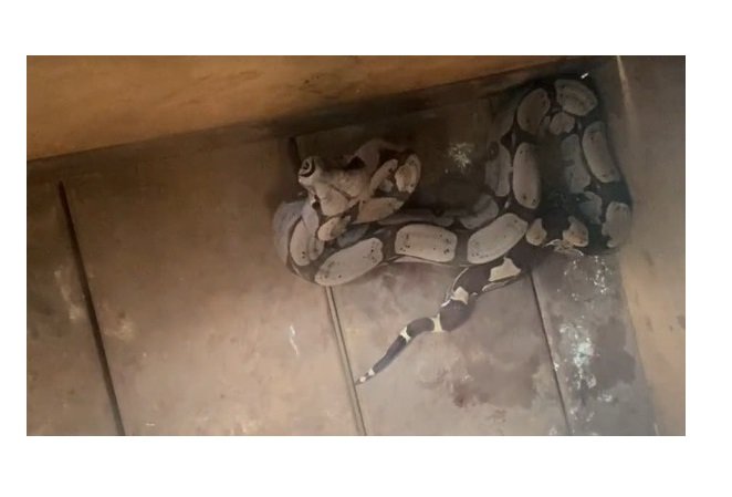 Jiboia é resgatada após atacar gato
