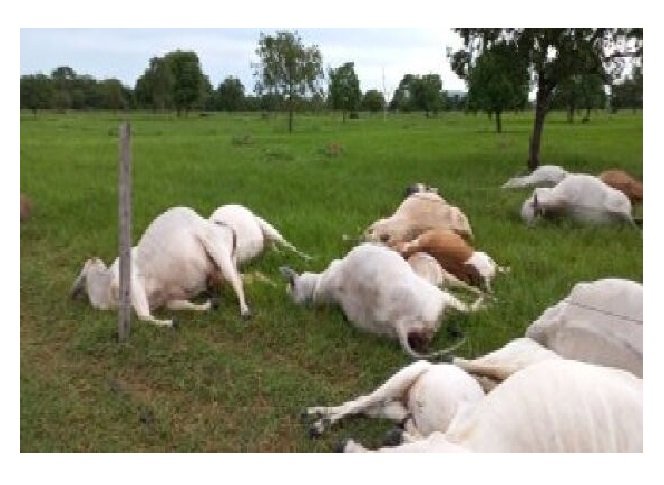 Raio causa morte de 15 cabeças de gado em fazenda