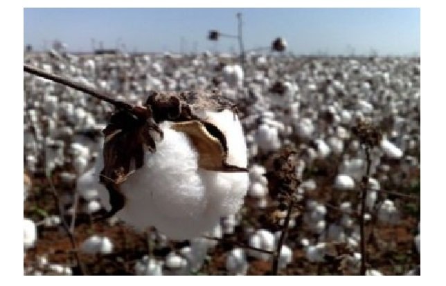 Mato Grosso é responsável por 70% da produção de algodão no Brasil