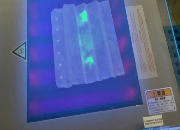 Máscara que brilha se usuário estiver com Covid-19 é criada no Japão