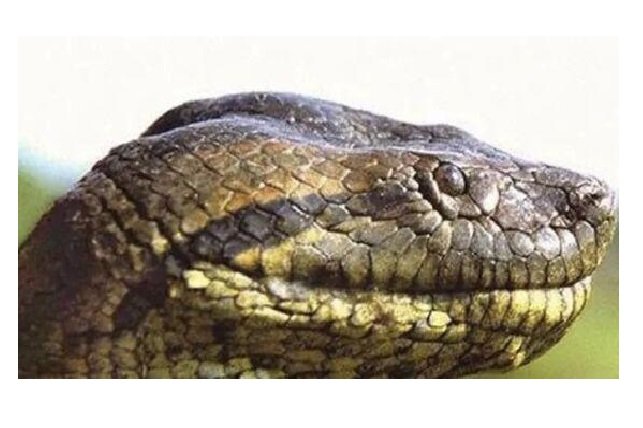 Anaconda enorme é flagrada em rio do Pantanal