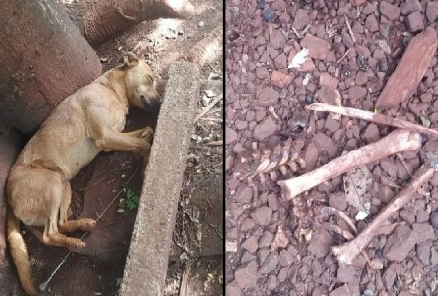 Cachorro sai para passear e retorna com osso humano