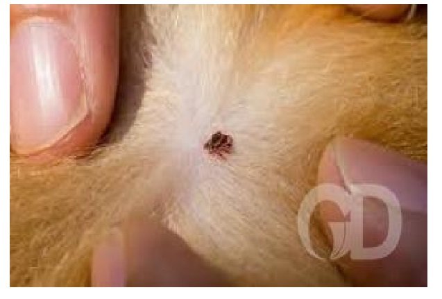 Donos devem redobrar cuidados com cães contra pulgas e carrapatos; veja como