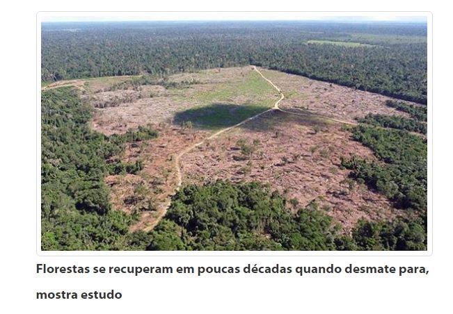 Florestas se recuperam em poucas décadas quando desmate para, mostra estudo