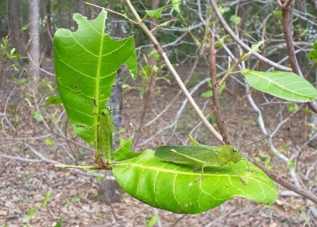 Nuvem de gafanhotos devasta pomar e avança para milharal de produtor