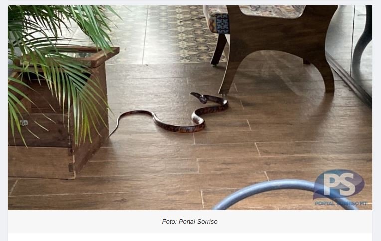 Serpente é capturada pelo Corpo de Bombeiros na região central de Sorriso
